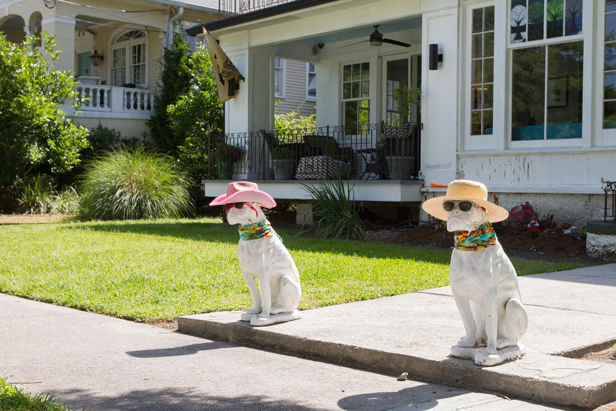 Neighborhood Cats