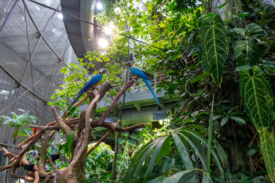 Osher Rainforest