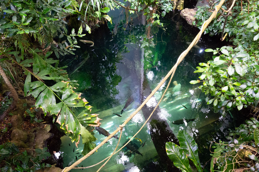 Looking down on Aquarium