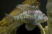 Aquarium of the Americas