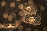 CRW_4900