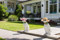 Neighborhood Cats