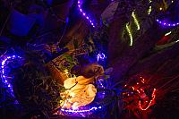 Courtyard LIghts