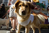 IMG-6670
