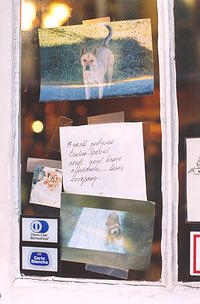 dogforsale