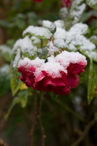 IMG_0604