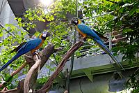 Macaws