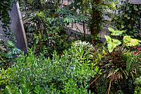 Osher Rainforest