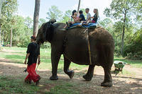 Elephant Walk