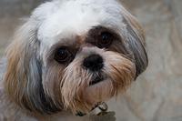 IMG_7985