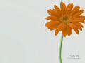 Vaio - 6th Anniversary