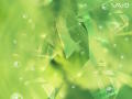 Vaio - Dew Drop