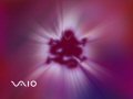 Vaio - Dragon