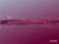 Vaio - Morning Horizon